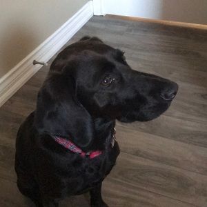 Meet your Posher, Renee